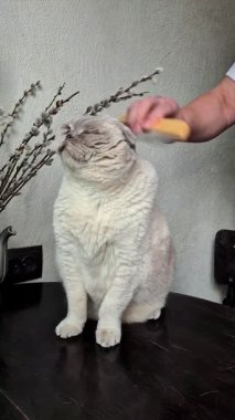 Beyaz İskoç Kedisi Taranarak Taranıyor