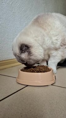 Beyaz İskoç kedisi kaseden kuru yiyecekler yiyor.