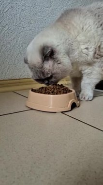 Beyaz İskoç kedisi kaseden kuru yiyecekler yiyor.