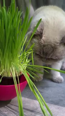 Beyaz İskoç Katlayan Kedi bir tencerede ot yer