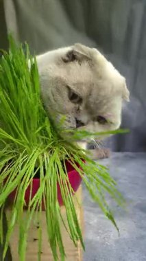 Beyaz İskoç Katlayan Kedi bir tencerede ot yer