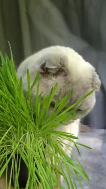 Beyaz İskoç Katlayan Kedi bir tencerede ot yer