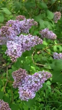 Bahçede çiçek açan leylak çalısı.