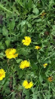 Açıklıkta karahindibalar var. İlaç fabrikası.