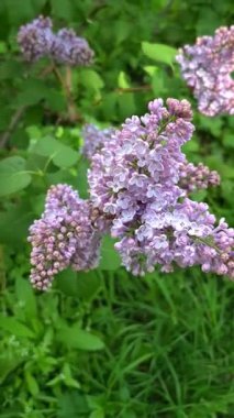 Bahçede çiçek açan leylak çalısı.