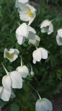 Amonlar. Bahçedeki beyaz çiçek 