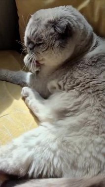 Beyaz İskoç kedisi güneşte yatar ve kendini yıkar.