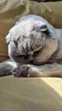 Beyaz İskoç kedisi güneşte yatar ve kendini yıkar.