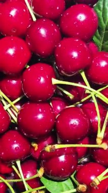 Suyun içinde olgun kırmızı kirazlar.