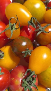 Su Damlacıklarıyla Renkli Kiraz Domatesleri