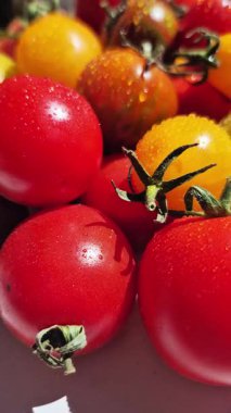 Su Damlacıklarıyla Renkli Kiraz Domatesleri