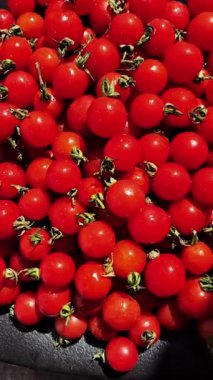 Çeri domatesleri su damlacıklarıyla birlikte hareket halinde.