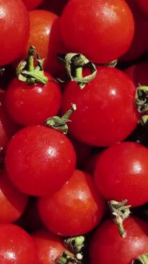 Çeri domatesleri su damlacıklarıyla birlikte hareket halinde.