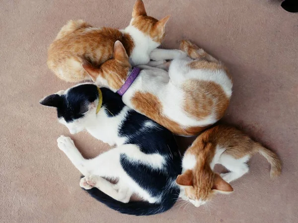 Cute Cats Hug Shows Warmth Intimacy Trust Cheerfulness — Stockfoto