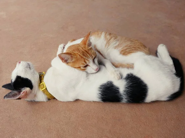 Cute Cats Hug Shows Warmth Intimacy Trust Cheerfulness — Fotografia de Stock