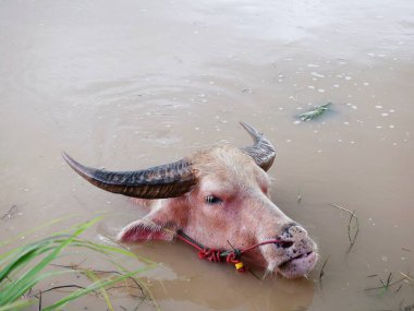 Water buffalo in the canal to cool off.