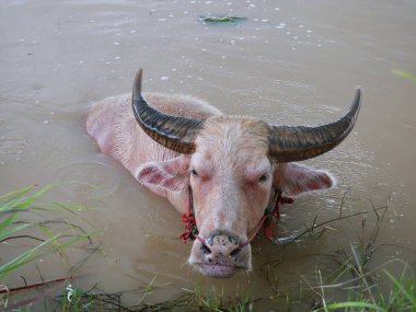 Water buffalo in the canal to cool off.