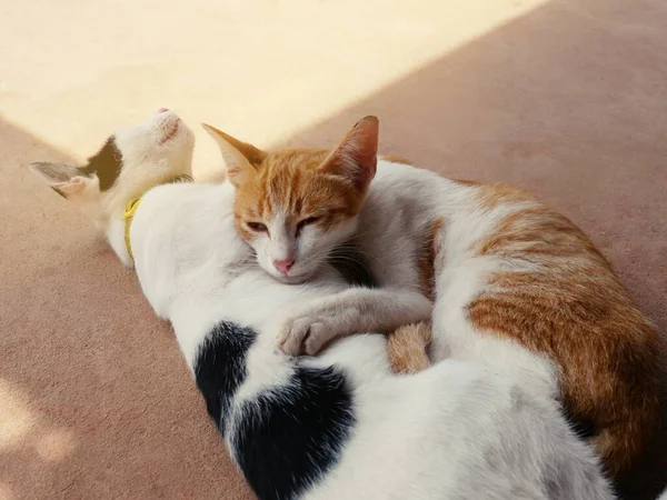 Cute Cats Hug Shows Warmth Intimacy Trust Cheerfulness Лицензионные Стоковые Изображения