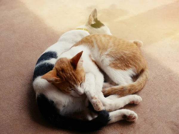 Cute Cats Hug Shows Warmth Intimacy Trust Cheerfulness — стоковое фото
