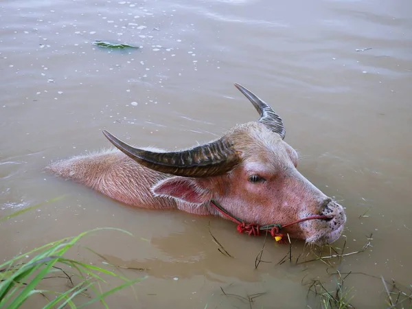 Water buffalo in the canal to cool off.