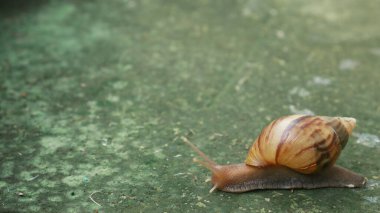 Yeşil yüzeydeki salyangoz kabuğunu ve vücudunu sergiliyor..