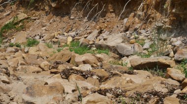 Dağılmış taşlar ve yeşil bitki örtüleriyle kayalık bir arazi, doğal manzarayı gözler önüne seriyor. Topraksı tonlar ve dokular engebeli ama sakin bir ortam yaratıyor. Açık havada keşfetmek için mükemmel.