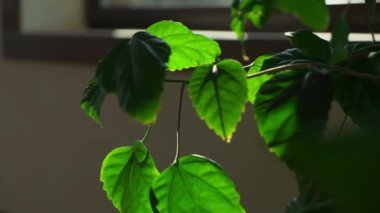 Yaprakların yakın çekimi. Arka planda yeşil bitki yaprağı.