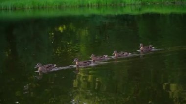 Bir grup ördek göl veya gölette yüzüyor. Vahşi kuşlar doğada. Duck ailesi..