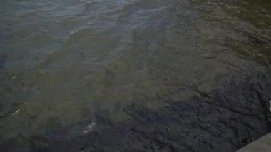 Lüks bir yat şehirde yelken açıyor. Güneşli bir günde bir nehirde eski bir İtalyan teknesi. Saint-Petersburg, Rusya 'ya yelken aç. Yolcu gemisi.