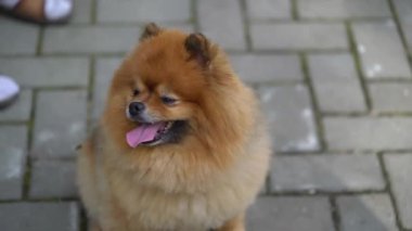 Yazın açık havada bir tuğla yüzeyde oturan bir köpek tükürüğü. Hayvan yürüyüşü.