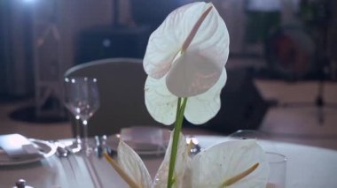 Göz kamaştırıcı ve canlı bir anthurium çiçek süsü zarif bir şekilde güzel bir yemek masasına yerleştirilmiş.