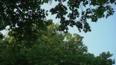 Canlı yeşil ağaçlarla dolu sakin bir park ve geniş çimenli bir alan. Rahatlamak ve keyif almak için mükemmel.