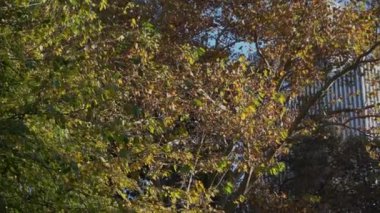 Güzel sonbahar yaprakları, mevsim boyunca sıcak güneş ışığı altında parlayan canlı renkler sergiliyor.