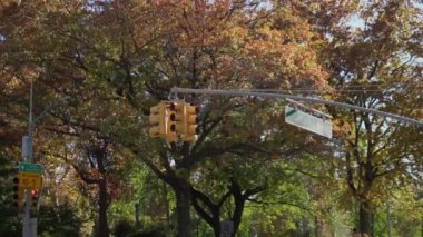New York 'ta yoğun bir kavşakta renkli trafik işaretlerinin yanında canlı ağaçlar sergilenen güzel, sakin bir sonbahar sahnesi.