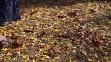 Canlı ve renkli sonbahar yaprakları arasında rahat bir şekilde yerleşmiş ayaklarla güzel ve zarif bir sahne.