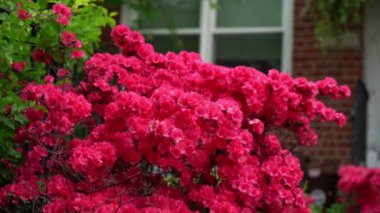 Canlı pembe bougainvillea çiçeklerinin nefes kesici ve çarpıcı bir görüntüsü, güzel bir bahçe ortamında fevkalade büyüleyici ve resimsel bir sahne yaratıyor.