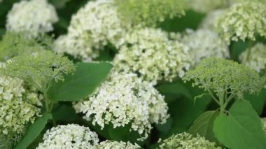 Şaşırtıcı derecede güzel beyaz ortancaların yanında yemyeşil yapraklar büyüleyici bir çiçek dekoru oluşturur.