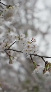 Kiraz çiçeklerinin büyüleyici bir yakın çekimi yumuşak doğal ışıkta güzel bir şekilde çiçek açarak baharın özünü yakalıyor.