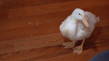 Çekici ve pofuduk beyaz bir ördek güzel cilalanmış ahşap zeminde yavaşça yürüyor.