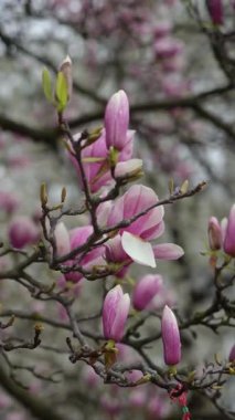 Canlı pembe manolya çiçekleri, yumuşak bahar ışığı altında hafifçe sallanan dallarda güzel bir şekilde çiçek açıyor.