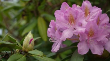 Bu göz kamaştırıcı yakın plan pembe rhododendron çiçekleri ve yemyeşil yaprakların arasında güzel tomurcuklar.