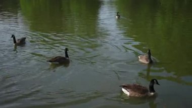 Huzurlu ve huzurlu bir ördek manzarası zarif bir şekilde süzülüyor yemyeşil yemyeşil bir gölette