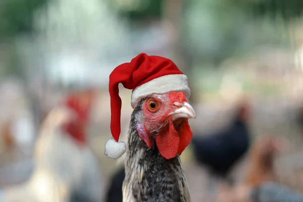 带着圣诞帽的母鸡 — 图库照片