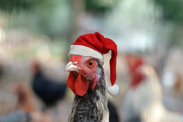 带着圣诞帽的母鸡 — 图库照片