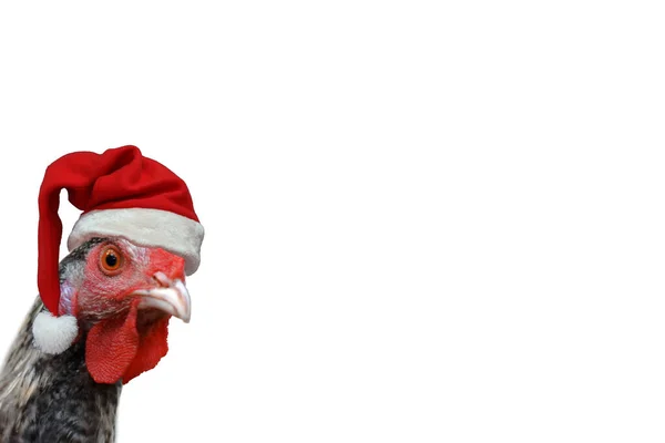 Gallina Con Sombrero Santa Claus Aislado Blanco — Foto de Stock