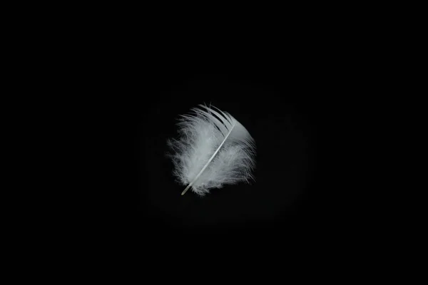Plume Oiseau Blanc Sur Fond Noir — Photo
