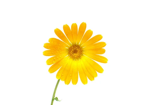 Flor Calêndula Isolada Sobre Fundo Branco Flor Amarela Com Gotas — Fotografia de Stock