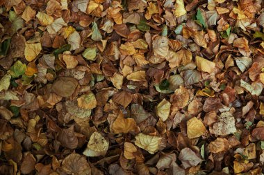 Dökülen yapraklar. Kuru yapraklı doku..