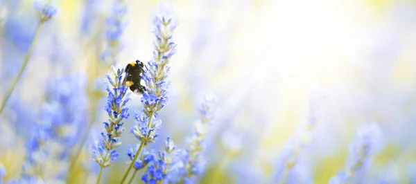 라벤더 과뿌연 자연의 배경에 Floral 배경아름다운 라벤더 Nature Bumble Bee — 스톡 사진