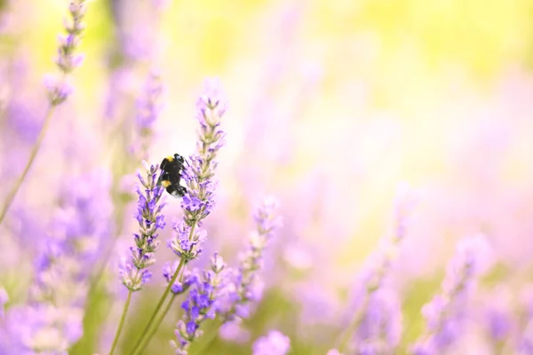 薰衣草花在模糊的自然背景下生长开花 花卉背景美丽的薰衣草花和蜜蜂自然 熏衣草上的蜜蜂 摘要来源 — 图库照片